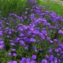 Rauhblattaster Blaukuppel - Aster novi belgii