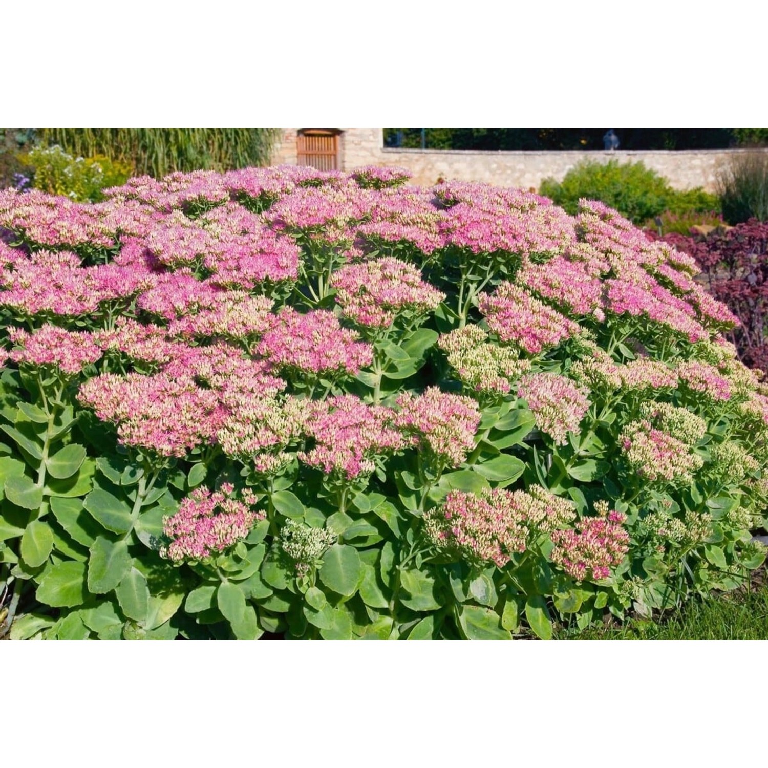 Sedum Spectabile Rosenteller Fetthenne Ca. 11x11 cm Topf günstig online kaufen