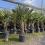 Chinesische Fächerpalme (Trachycarpus fortunei) im Topf, ca. 160cm hoch, winterhart bis -18°C.