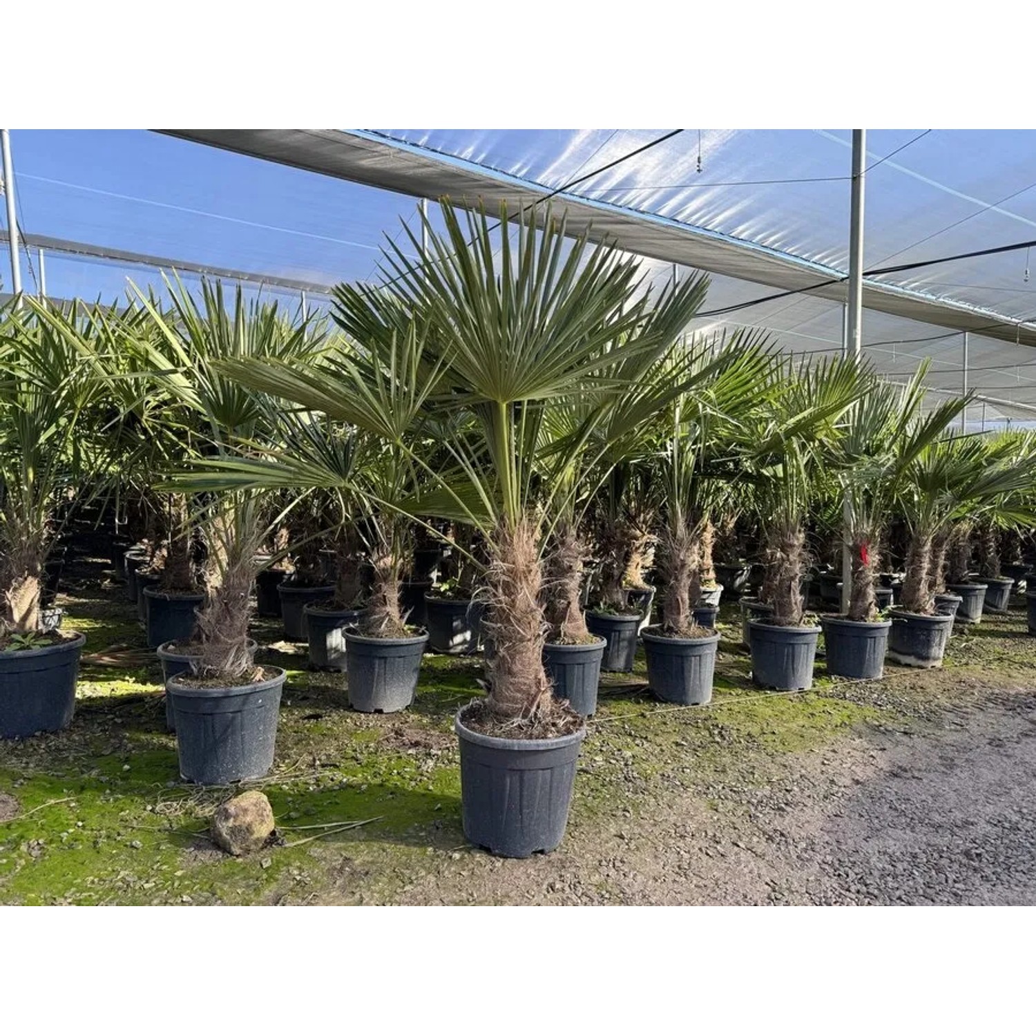 Chinesische Fächerpalme (Trachycarpus fortunei) im Topf, ca. 160cm hoch, winterhart bis -18°C.