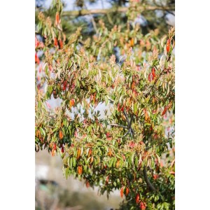 Photinia Glanzmispel (80-100cm) mit glänzend grünen und roten Blättern.