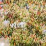 Photinia Glanzmispel (80-100cm) mit glänzend grünen und roten Blättern.
