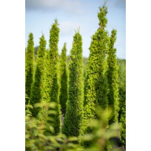 Mehrere grüne Säulen-Zypressen Totem von GROW by OBI im Freien.