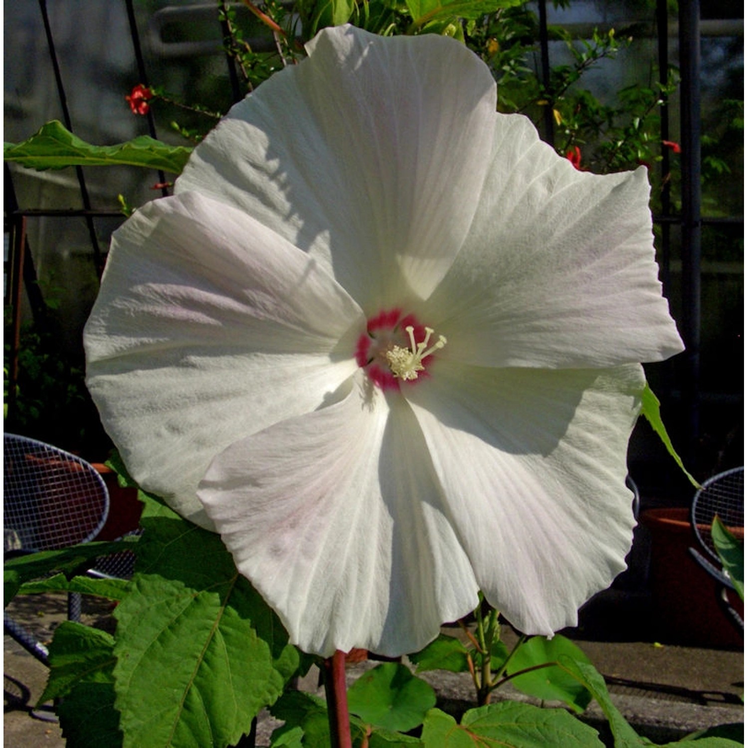 Staudeneibisch Summerific French Vanilla 40-60cm - Hibiscus moscheutos günstig online kaufen