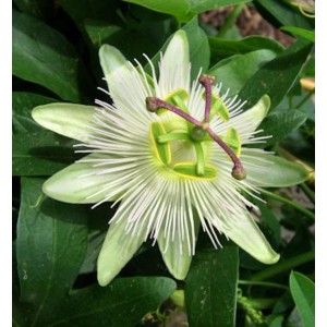 Nahaufnahme der weißen Passionsblume 'Constance Elliot' mit grünen Blättern.