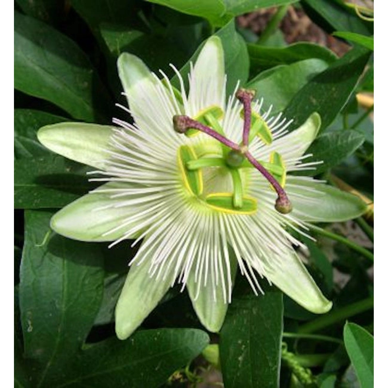 Passionsblume Constance Elliot - Passiflora caerulea günstig online kaufen