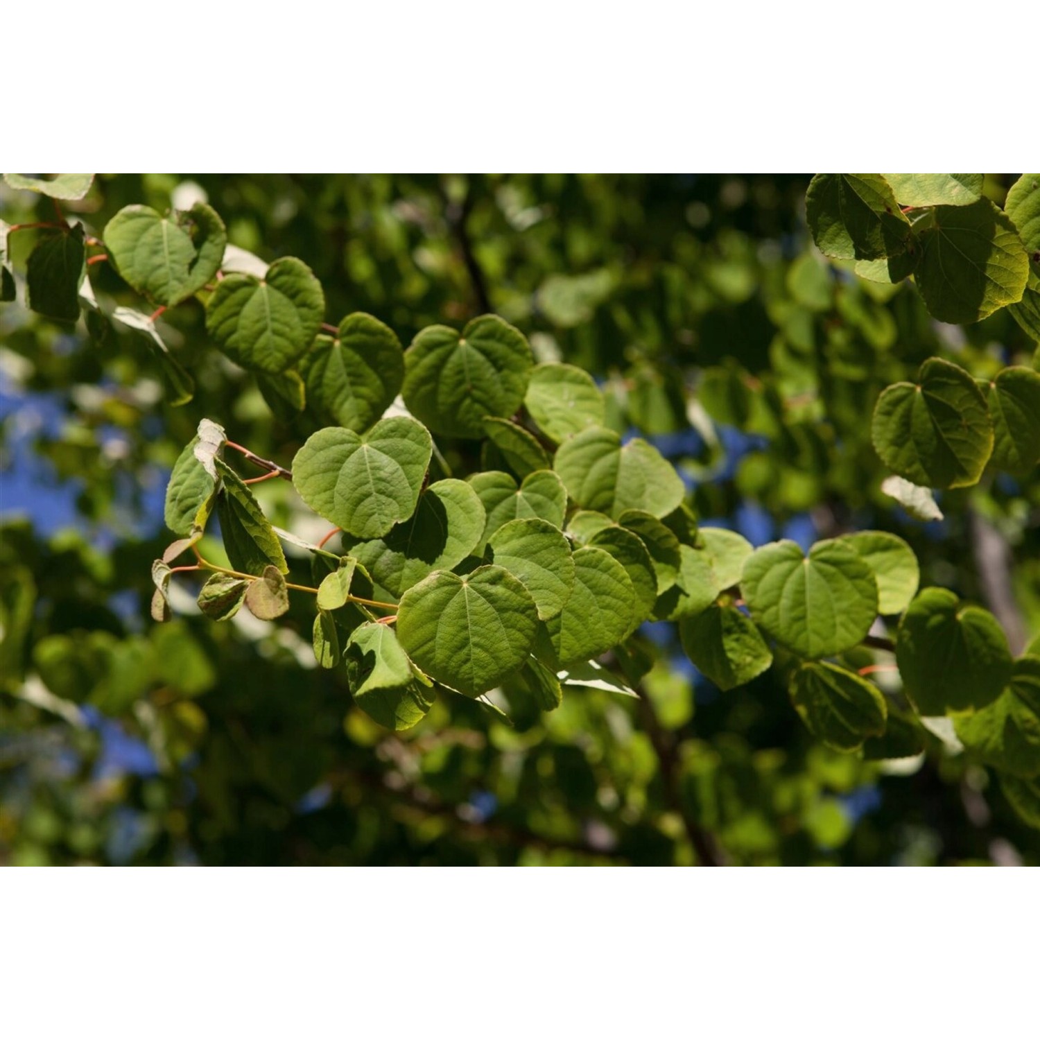 Cercidiphyllum Japonicum Glowball Katsurabaum 150 cm Stammhöhe günstig online kaufen