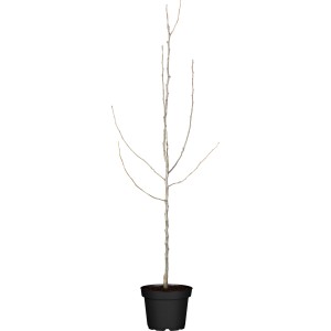 Patio Birnenbaum 'Conference' im Topf, ca. 100-120cm hoch. Ideal für kleine Gärten.