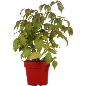 Himbeere "Aroma Queen" Höhe ca. 30 cm Topf ca. 3,4 l Rubus idaeus