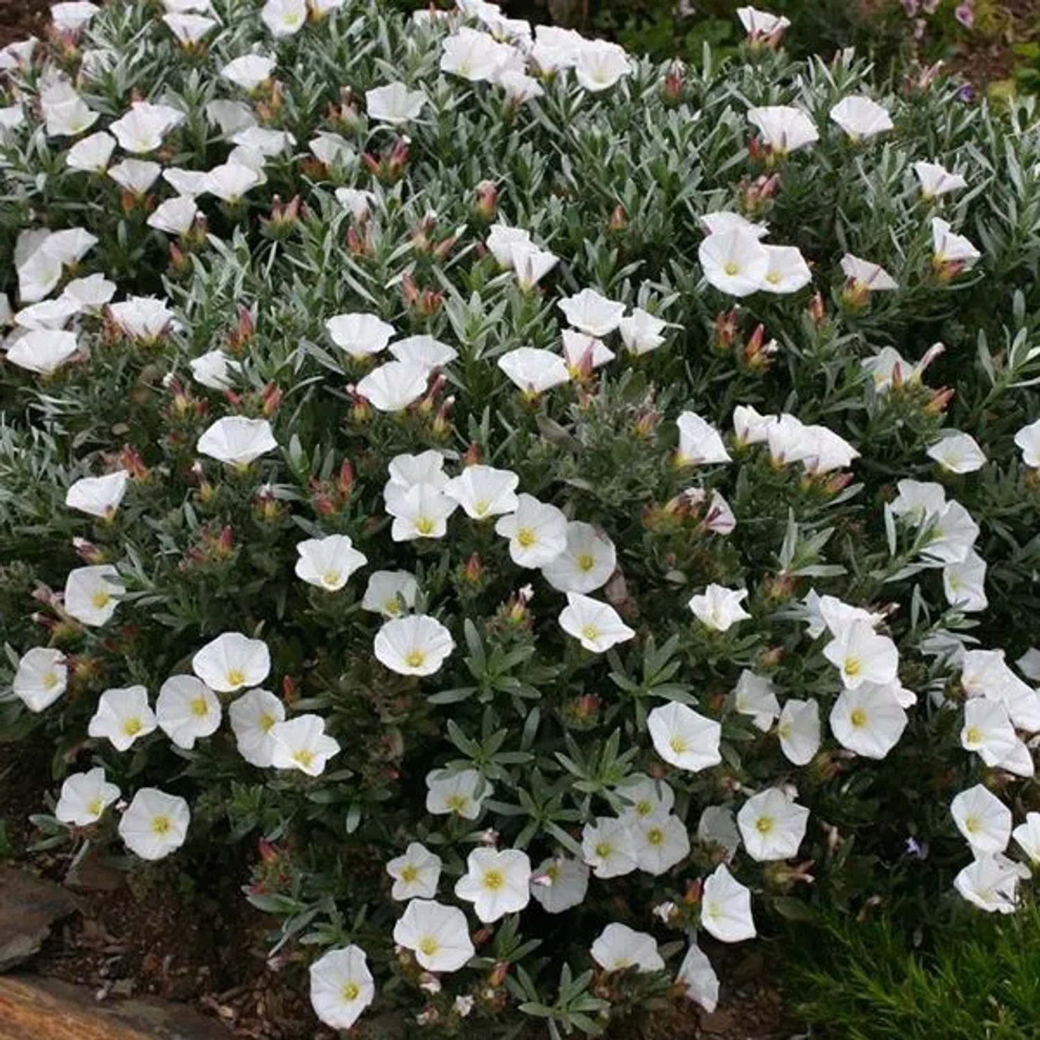 Silberwinde Convolvulus cneorum 25 bis 30 cm im Container Silbriges Laub