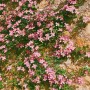 Rosa Clematis Montana Rubens Berg-Waldrebe an einer Steinmauer.