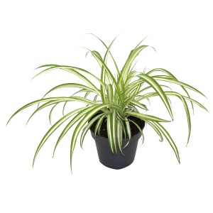 Grünlilie im Topf, ca. 10-20 cm hoch. Dekorative Zimmerpflanze mit grün-weiß gestreiften Blättern.