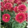 Winteraster Brockenfeuer - Chrysanthemum hortorum_2