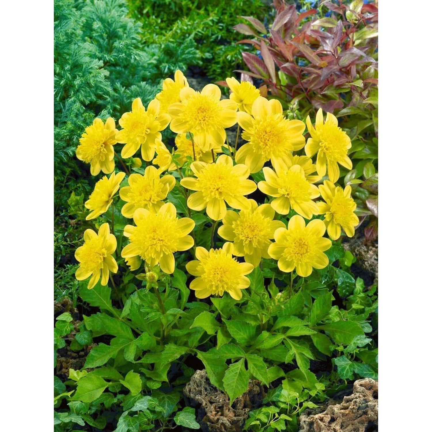 Anemone Palmata Ca. 9x9 cm Topf günstig online kaufen
