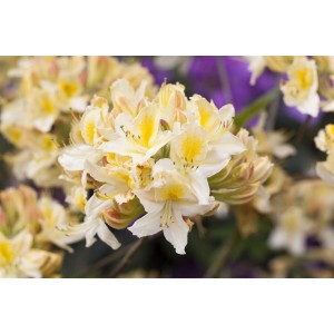 Nahaufnahme des gelben Rhododendron Luteum Daviesii mit cremefarbenen Blüten.