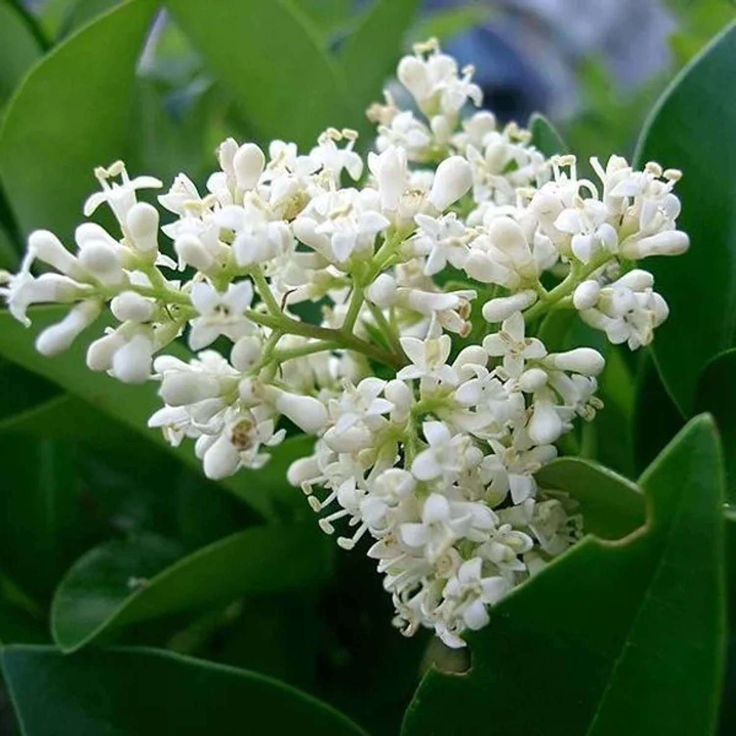 Japanischer Liguster Ligustrum japonicum 60 bis 80 cm im Container Immergrün