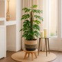 Fensterblatt Monstera Minima am Moosstab im Topf, ca. 80 cm hoch. Dekorative Grünpflanze für Innenräume.
