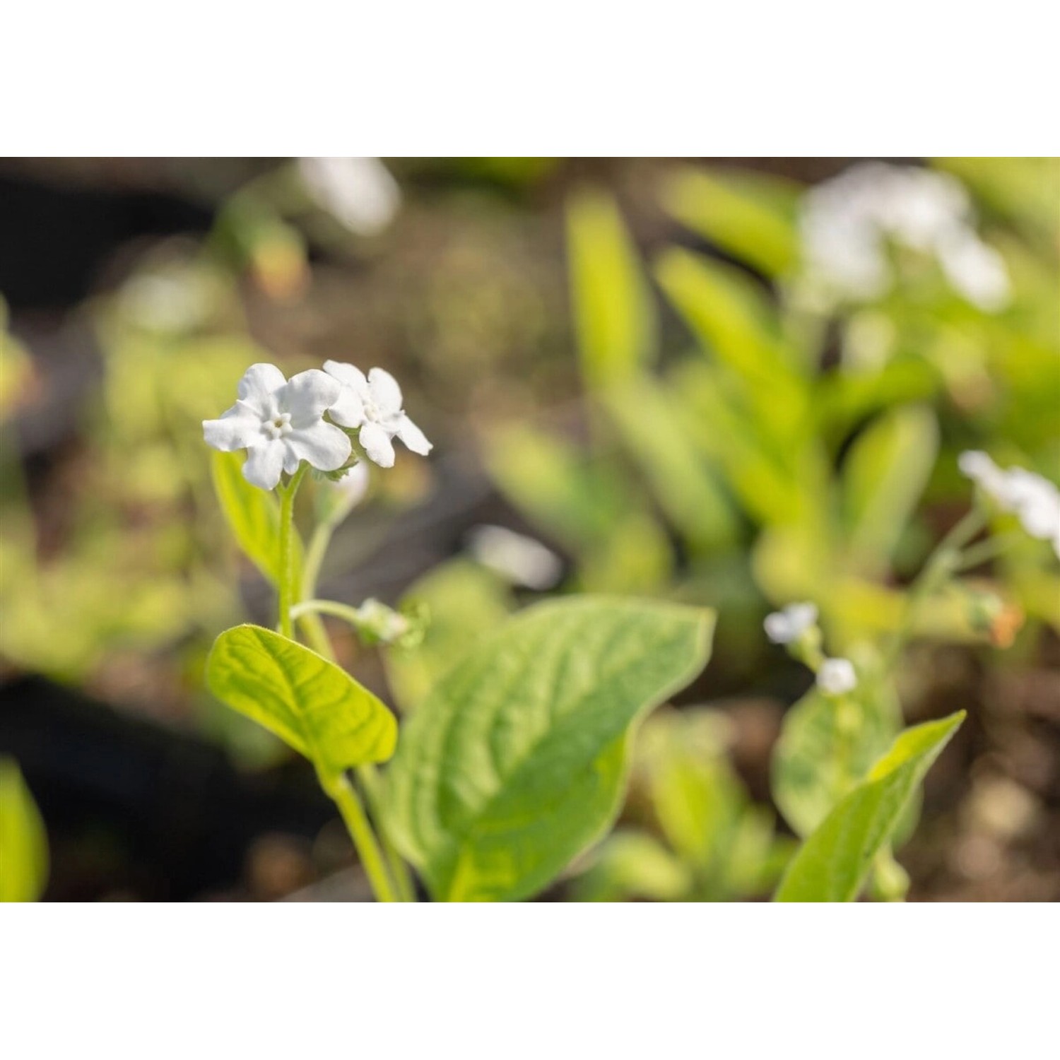 Omphalodes Verna Alba Gedenkemein Weiß Ca. 9x9 cm Topf günstig online kaufen