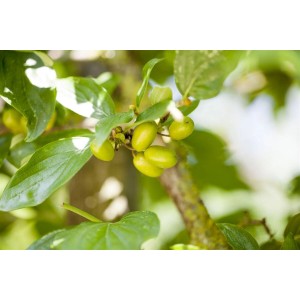 Nahaufnahme der Kornelkirsche 'Jolico' mit grünen Blättern und unreifen Früchten.
