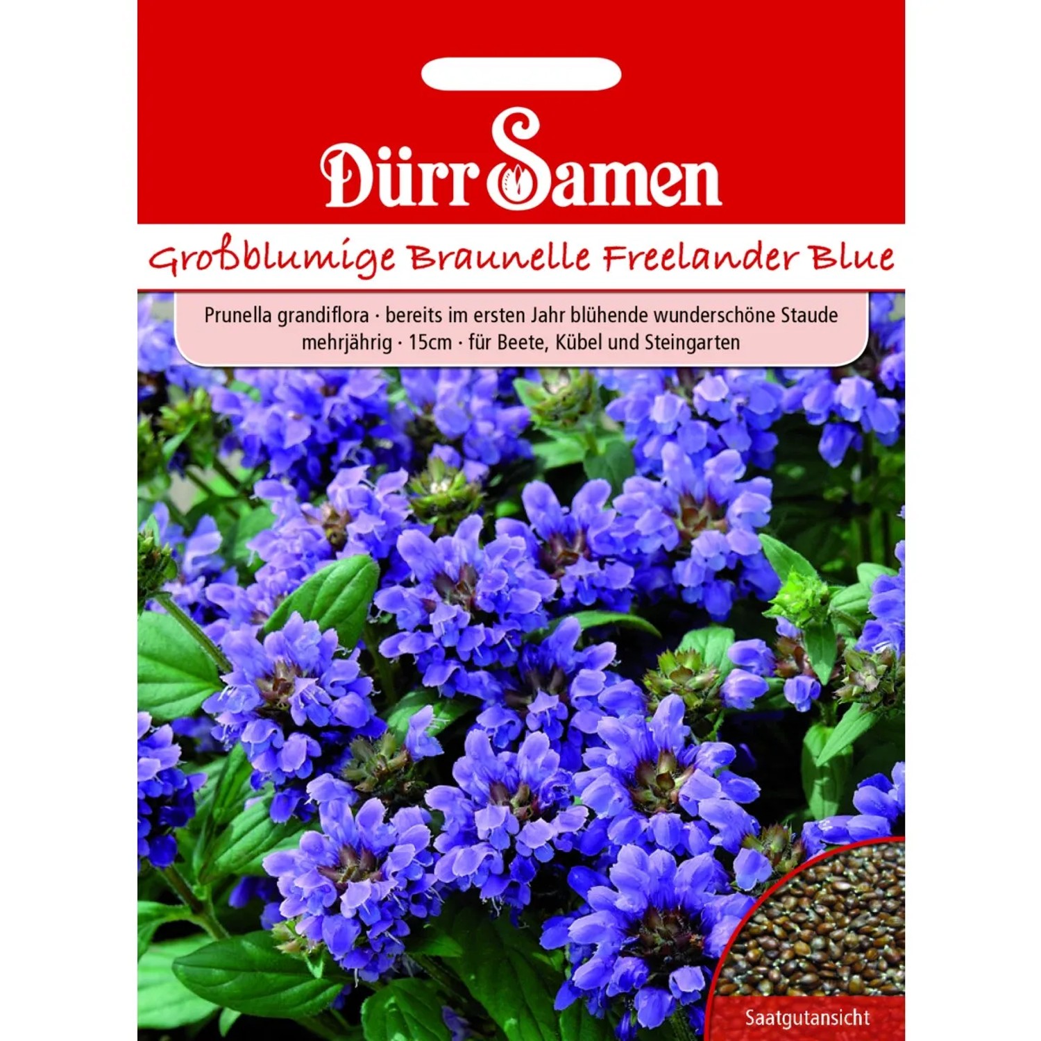 Dürr Samen Prunella Braunelle Blau Gefärbte Blüten Mehrjährig Saatgut