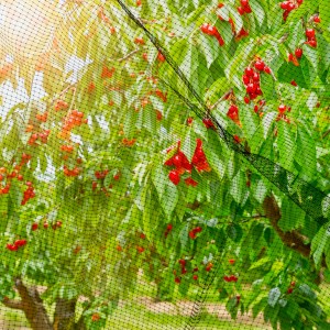 Windhager Vogelschutznetz Ortonet schützt Kirschbaum vor Vogelfraß.