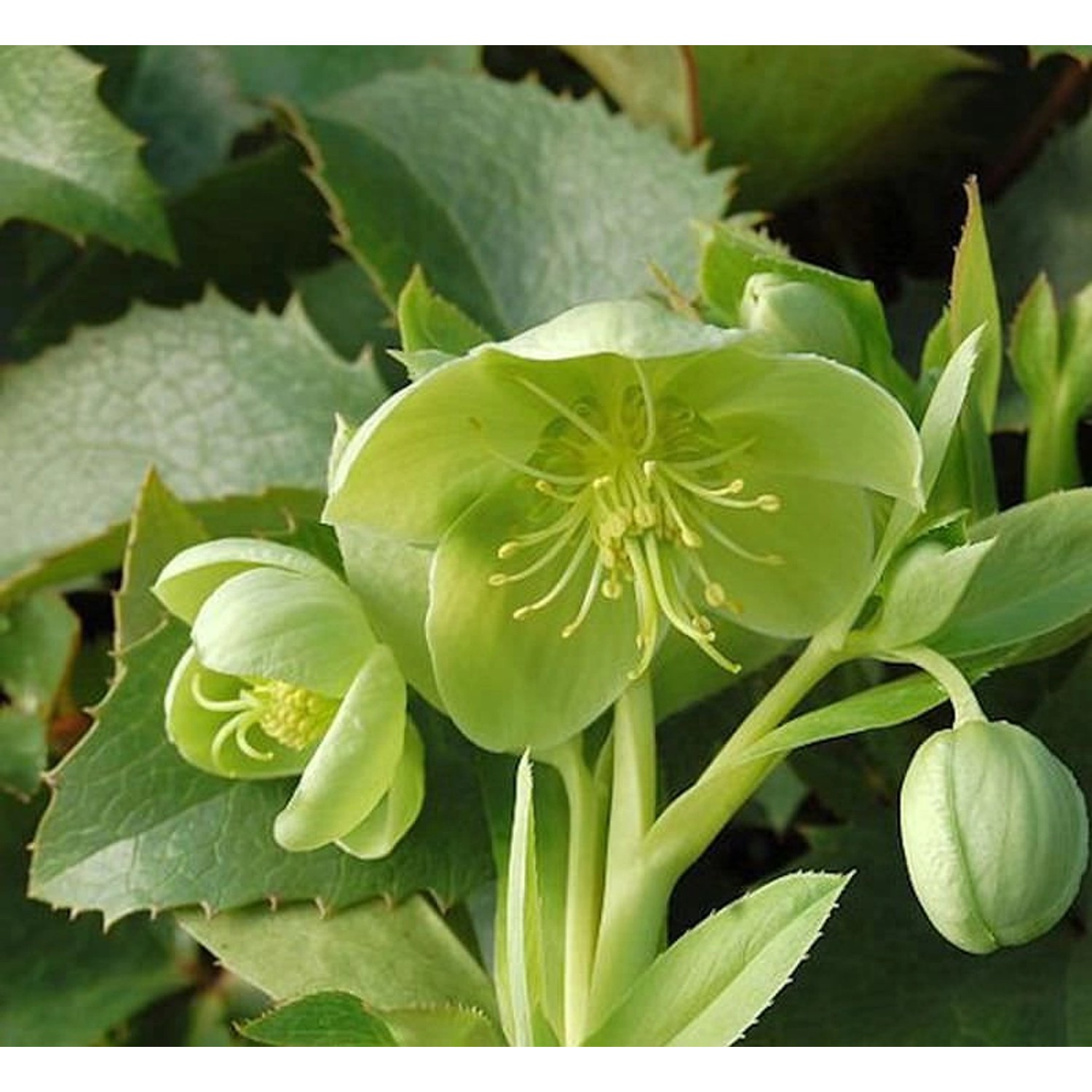 Korsische Nieswurz - Helleborus argutifolius günstig online kaufen