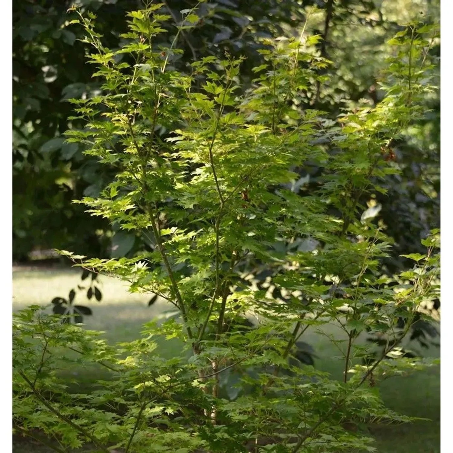 Koreanischer Fächer Ahorn Arctic Jade 80-100cm - Acer pseudosieboldianum
