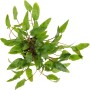 Dennerle Aquariumpflanze Cryptocoryne wendtii grün, Top-Ansicht der Wasserpflanze.