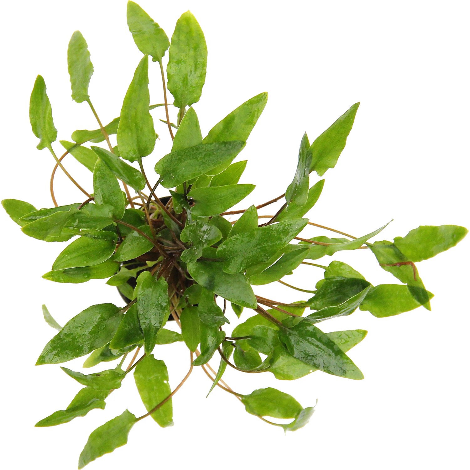 Dennerle Aquariumpflanze Cryptocoryne wendtii grün, Top-Ansicht der Wasserpflanze.