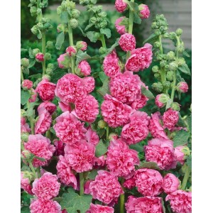 Stockrose 'Rot' im 9x9 cm Topf: Üppige, rote Blütenpracht für Beet und Garten.