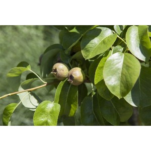 Nahaufnahme: Pyrus Communis Decora Birne mit grünen Blättern und jungen Früchten.