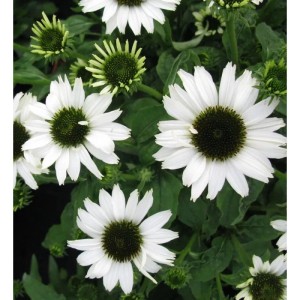 Nahaufnahme des Sonnenhuts 'Jade' (Echinacea purpurea) mit weißen Blütenblättern und dunklem Zentrum.