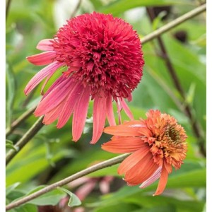 Sonnenhut Sunset (Echinacea purpurea) mit roten und orangen Blüten im Garten.