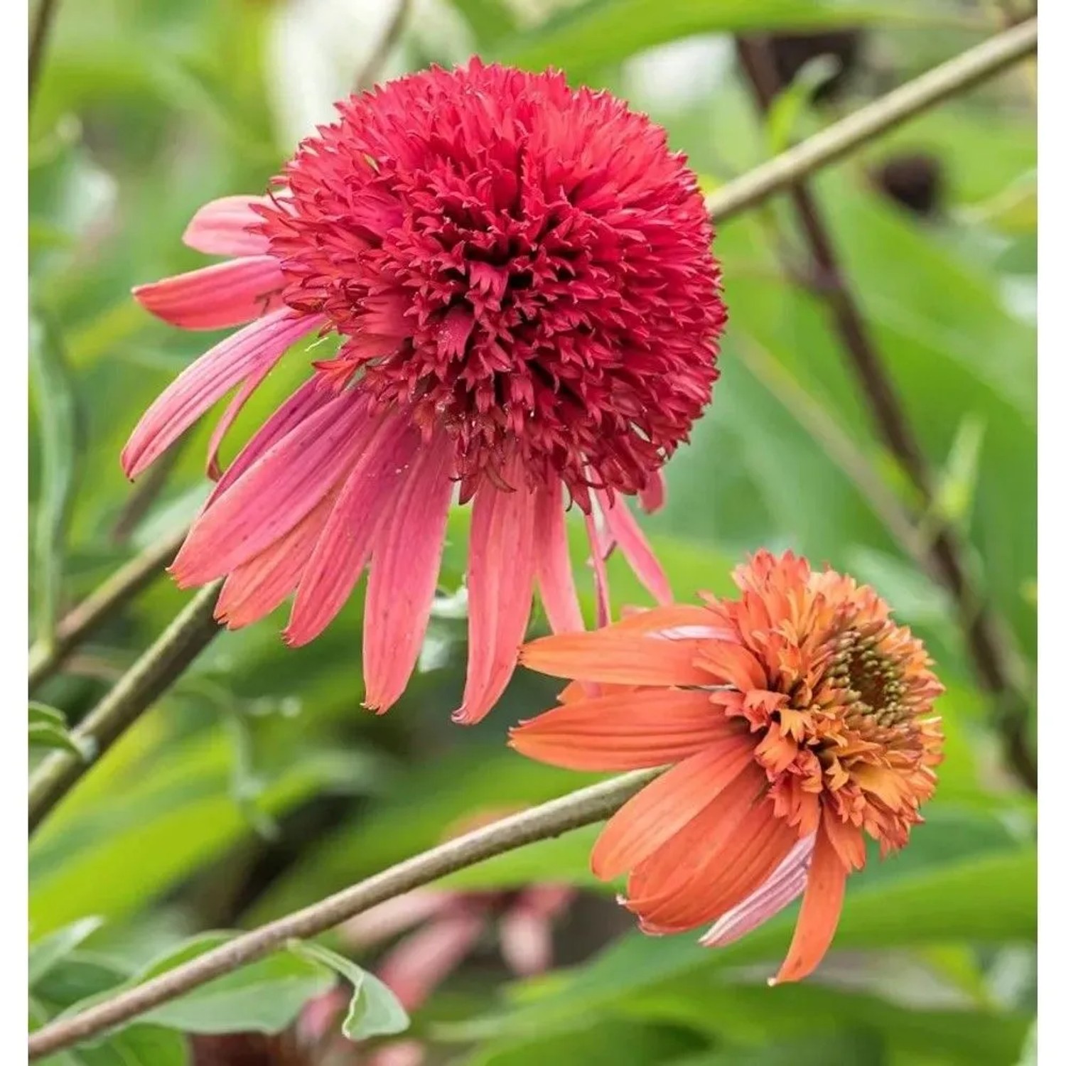 Sonnenhut Sunset - Echinacea purpurea
