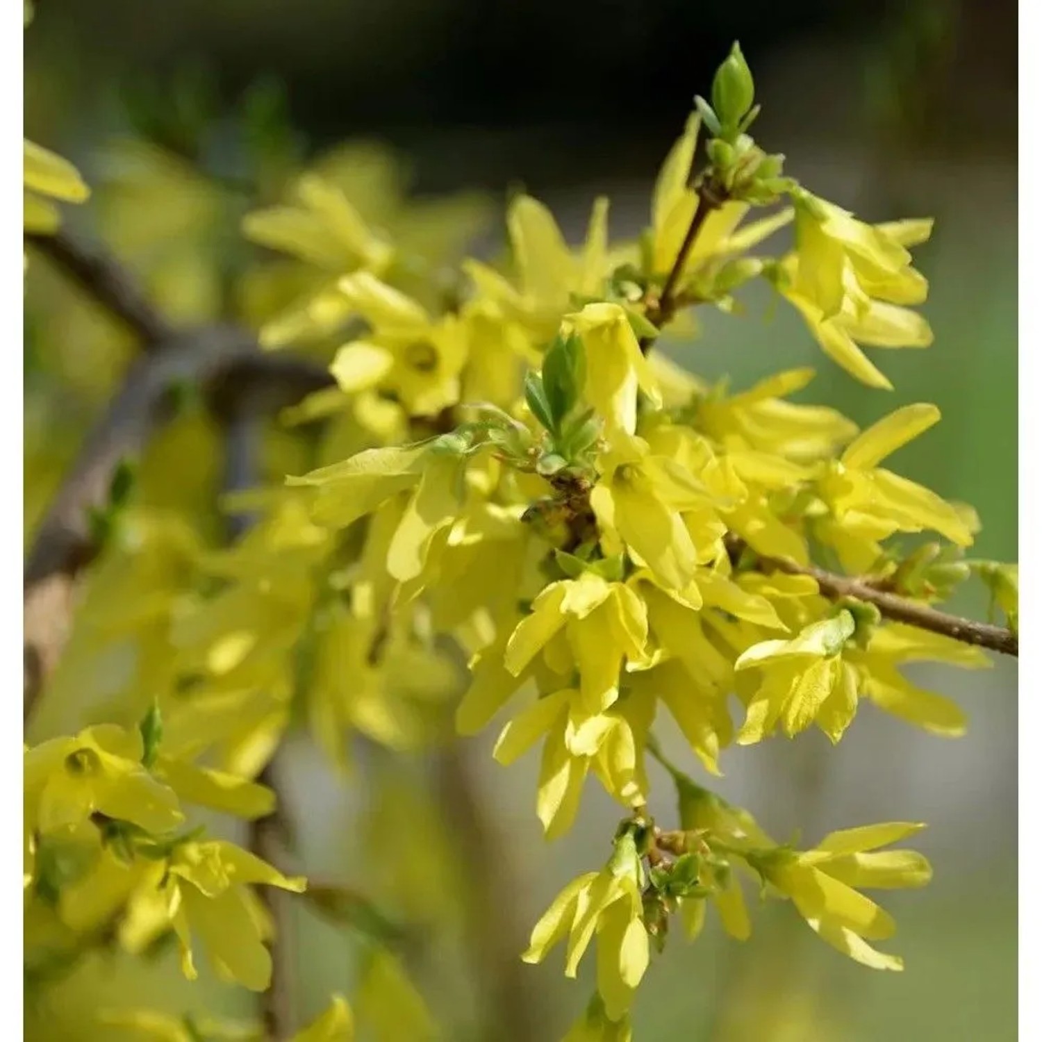 Forsythie Mikador 40-60cm - Forsythia