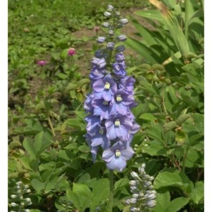Blühender, hoher Rittersporn 'Merlin' (Delphinium elatum) im Garten.