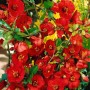 Zierquitte Nicoline mit leuchtend roten Blüten und grünen Blättern.