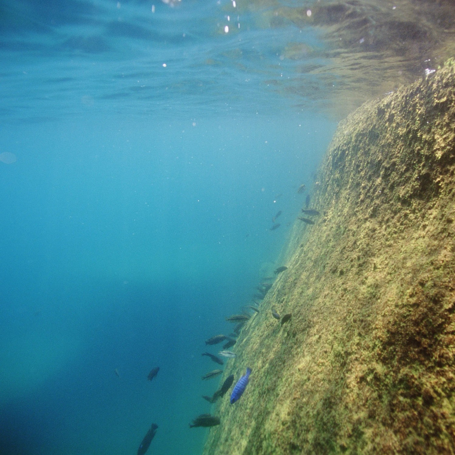 Unterwasseraufnahme von Felsen mit Fischen, passend zu JBL Pronovo Malawi Flakes Fischfutter.