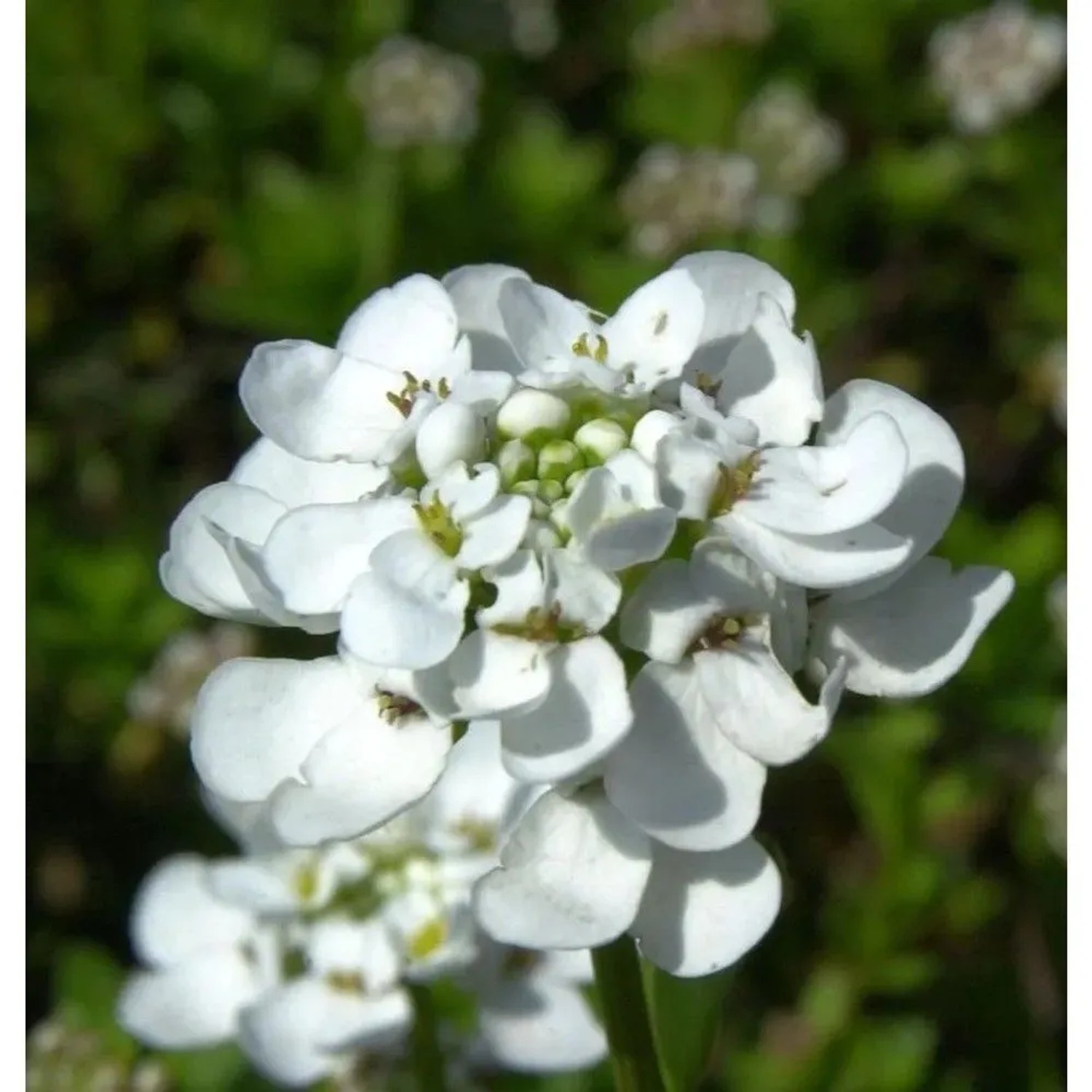 Schleifenblume Zwergschneeflocke - Iberis sempervirens