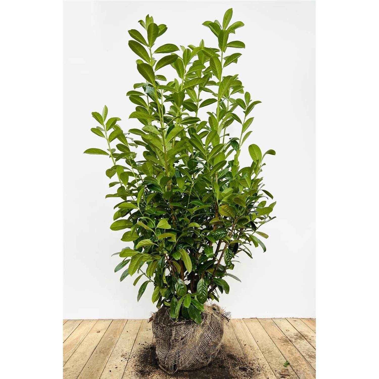 Prunus laurocerasus 'Novita' 140-160 cm günstig online kaufen