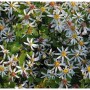 Nahaufnahme der Waldaster Tradescant (Aster divaricatus) mit weißen Blüten und grünen Blättern.