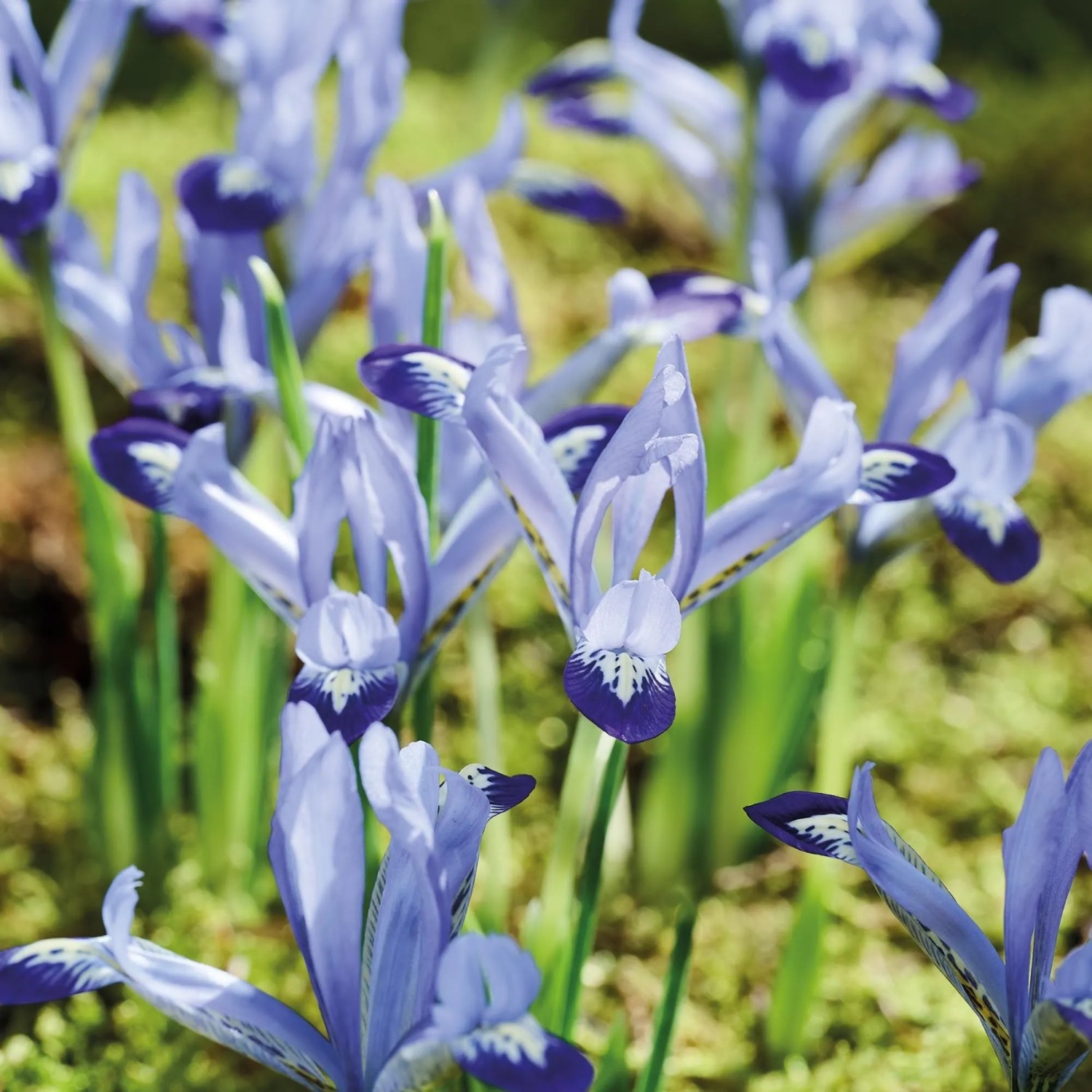 GROW by OBI Krokus Barrs Purple Purpur