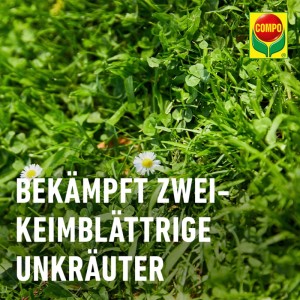 Grüner Rasen mit Unkraut und Gänseblümchen, beworben wird Compo Banvel Quattro AF Rasenunkraut-Vernichter.