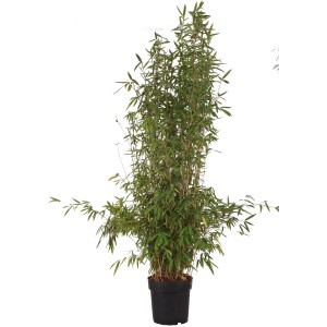 Schwarzer Gartenbambus 'Black Pearl' im Topf, ca. 60cm hoch. Dekorative Gartenpflanze für Hecken und Kübel.
