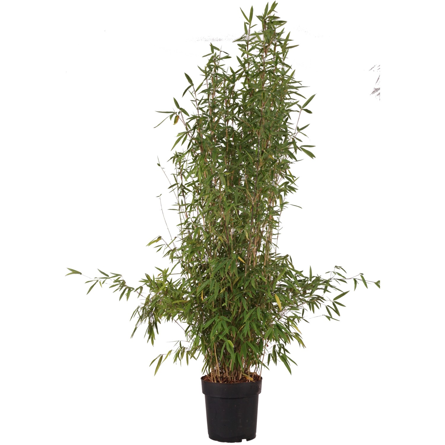 Schwarzer Gartenbambus "Black Pearl" Höhe ca. 60 cm Topf ca. 6 l Fargesia