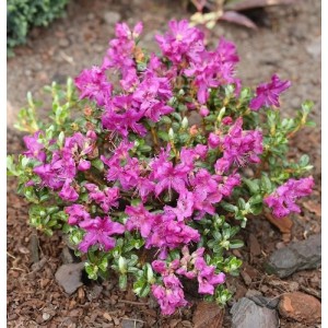 Kriech und Zwerg Rhododendron Select 10-15cm - Rhododendron radistrotum