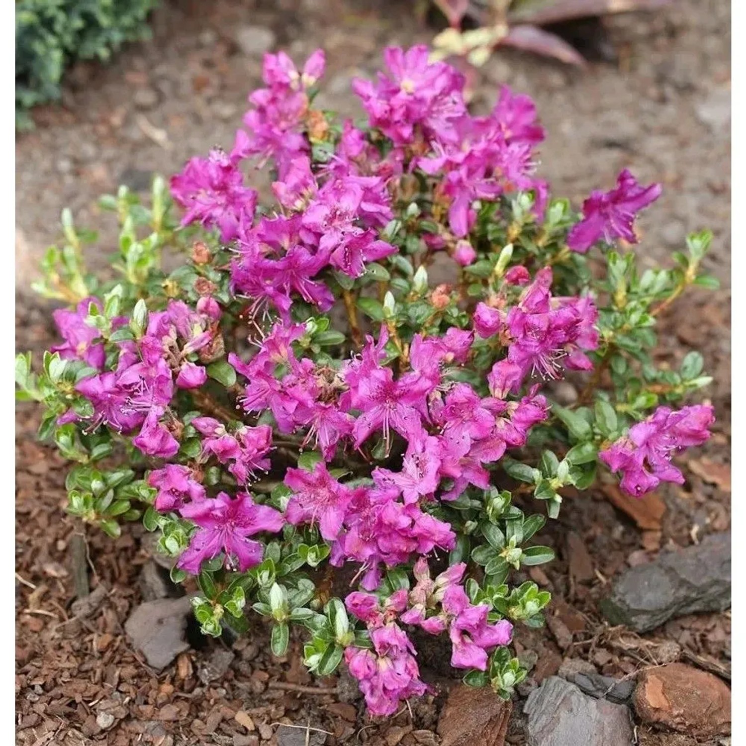 Kriech und Zwerg Rhododendron Select 10-15cm - Rhododendron radistrotum
