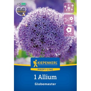 Kiepenkerl Zierlauch Globemaster, lilafarbene Blüte (ca. 20cm Durchmesser).