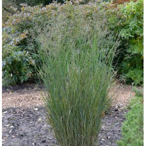 Rutenhirse Heavy Metal - Panicum virgatum