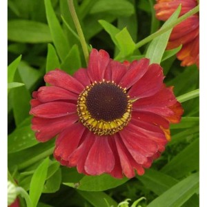 Nahaufnahme einer kupferroten Sonnenbraut Blüte mit gelb-brauner Mitte. Eine blühende Helenium Staude.